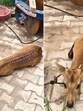 Parrah rescued by Gurpreet Singh at his farmhouse in Pilkhani village.