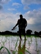 Punjab is expecting a paddy yield of 185 lakh tonnes this year, a marginal increase from the last season’s figure of 182 lakh tonnes. (Gurpreet Singgh/HT)