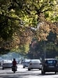 The way a city treats its trees tells you what kind of future it’s imagining for itself. (HT File Photo)