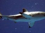 Shark Week is returning to Discovery this July