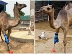 Veterinarian Babar Hussain said it was the first time a large animal in Pakistan had received a prosthetic leg.