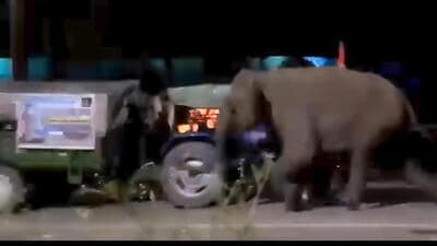 Forest officials have warned pilgrims against camping near forested areas and using loud music or bright lights that may provoke wildlife. (Video grab) Forest officials have warned pilgrims against camping near forested areas and using loud music or bright lights that may provoke wildlife. (Video grab)