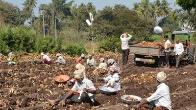 Karad, India - January 13, 2023: Farm workers harvest turmeric in a field at a village, in Karad, India, on Friday, January 13, 2023. (HT PHOTO) (Hindustan Times) Karad, India - January 13, 2023: Farm workers harvest turmeric in a field at a village, in Karad, India, on Friday, January 13, 2023. (HT PHOTO) (Hindustan Times)