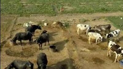 Once operational, new treatment plants will have a cumulative capacity to treat 600 tonnes of waste every day across the dairy colonies of Nangli, Kakrola, Goyla, Ghoha, Shahbad Dairy, Jharoda, and Bhalswa. (Representational photo) Once operational, new treatment plants will have a cumulative capacity to treat 600 tonnes of waste every day across the dairy colonies of Nangli, Kakrola, Goyla, Ghoha, Shahbad Dairy, Jharoda, and Bhalswa. (Representational photo)