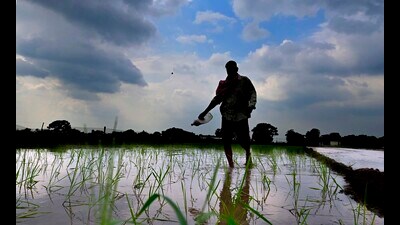 Punjab is expecting a paddy yield of 185 lakh tonnes this year, a marginal increase from the last season’s figure of 182 lakh tonnes. (Gurpreet Singgh/HT) Punjab is expecting a paddy yield of 185 lakh tonnes this year, a marginal increase from the last season’s figure of 182 lakh tonnes. (Gurpreet Singgh/HT)