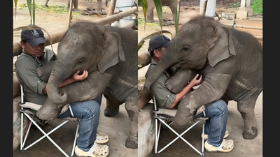 A video of a playful baby elephant hugging a man captured hearts online. (X/@susantananda3) A video of a playful baby elephant hugging a man captured hearts online. (X/@susantananda3)