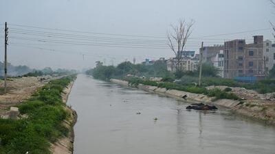The Munak Canal in Delhi has over 2,000 trees in its alignment. (Vipin Kumar/HT Photo) The Munak Canal in Delhi has over 2,000 trees in its alignment. (Vipin Kumar/HT Photo)