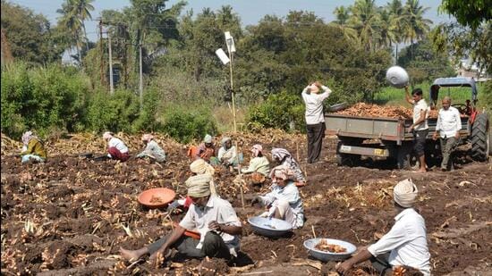 Karad, India - January 13, 2023: Farm workers harvest turmeric in a field at a village, in Karad, India, on Friday, January 13, 2023. (HT PHOTO) (Hindustan Times)