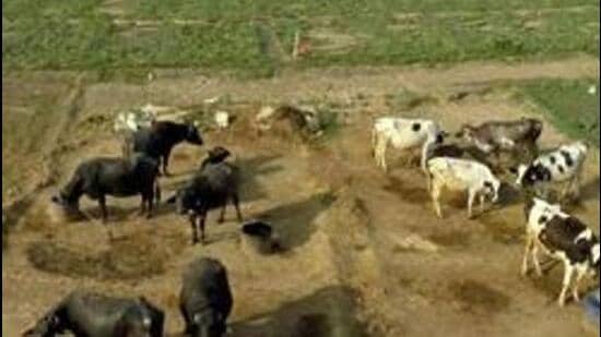 Once operational, new treatment plants will have a cumulative capacity to treat 600 tonnes of waste every day across the dairy colonies of Nangli, Kakrola, Goyla, Ghoha, Shahbad Dairy, Jharoda, and Bhalswa. (Representational photo)