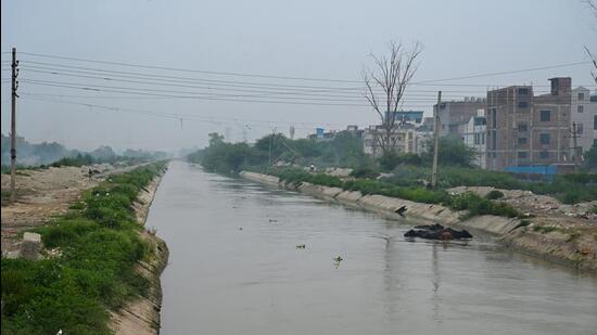 The Munak Canal in Delhi has over 2,000 trees in its alignment. (Vipin Kumar/HT Photo)