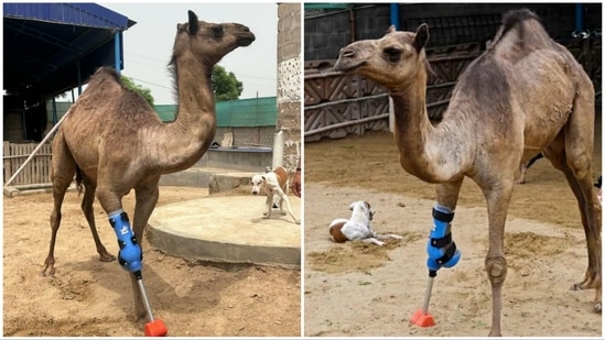 Veterinarian Babar Hussain said it was the first time a large animal in Pakistan had received a prosthetic leg. (X)