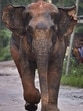 An elephant chases people on a road on the outskirts of Guwahati, Assam. (AP File Photo)
