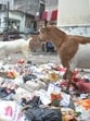 Garbage lay scattered on a street in Nazar Bagh near Cantt Road in Lucknow on Sunday (Deepak Gupta/HT)