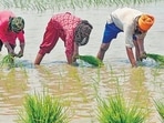 Agriculture  (AFP)