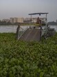 Water hyacinths, aquatic decay, and plastic waste cover the lake’s surface, affecting the biodiversity (Photo by Satish Bate/ Hindustan Times) (Hindustan Times) Water hyacinths, aquatic decay, and plastic waste cover the lake’s surface, affecting the biodiversity (Photo by Satish Bate/ Hindustan Times) (Hindustan Times)