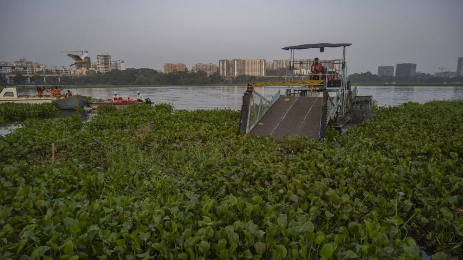 NGT Forms Joint Committee To Look Into Powai Lake Pollution Mumbai ngt-forms-joint-committee-to-look-into-powai-lake-pollution-mumbai