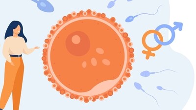 Egg freezing, or oocyte cryopreservation, is a procedure where a woman's eggs are retrieved, frozen, and stored for future use. (Freepik) Egg freezing, or oocyte cryopreservation, is a procedure where a woman's eggs are retrieved, frozen, and stored for future use. (Freepik)