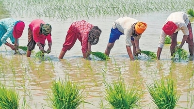 Agriculture (AFP) Agriculture (AFP)