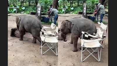A baby elephant tried to sit on a foldable chair and failed adorably, winning hearts across the internet. (Instagram/tuskershelter) A baby elephant tried to sit on a foldable chair and failed adorably, winning hearts across the internet. (Instagram/tuskershelter)