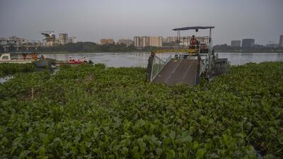 Water hyacinths, aquatic decay, and plastic waste cover the lake’s surface, affecting the biodiversity (Photo by Satish Bate/ Hindustan Times) (Hindustan Times) Water hyacinths, aquatic decay, and plastic waste cover the lake’s surface, affecting the biodiversity (Photo by Satish Bate/ Hindustan Times) (Hindustan Times)