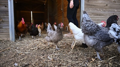 Chickens on a farm in California