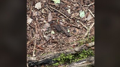 The image contains an image of the ground in a jungle. It is filled with leaves, twigs, branches and dirt, which makes it difficult to spot minor differences. (Reddit/r/FindTheSniper) The image contains an image of the ground in a jungle. It is filled with leaves, twigs, branches and dirt, which makes it difficult to spot minor differences. (Reddit/r/FindTheSniper)