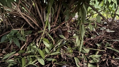 A tricky visual puzzle with a rabbit concealed in greenery baffled Reddit users. (Reddit/kyliex2) A tricky visual puzzle with a rabbit concealed in greenery baffled Reddit users. (Reddit/kyliex2)