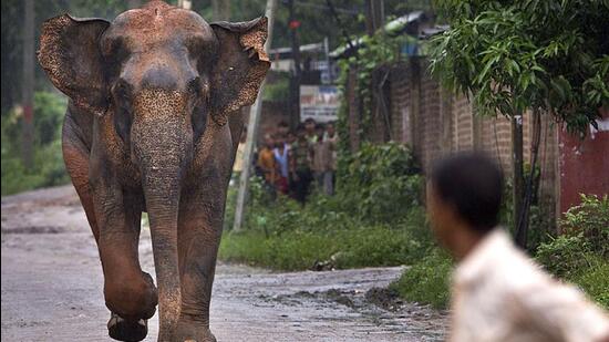 An elephant chases people on a road on the outskirts of Guwahati, Assam. (AP File Photo)