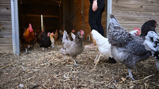 Chickens on a farm in California