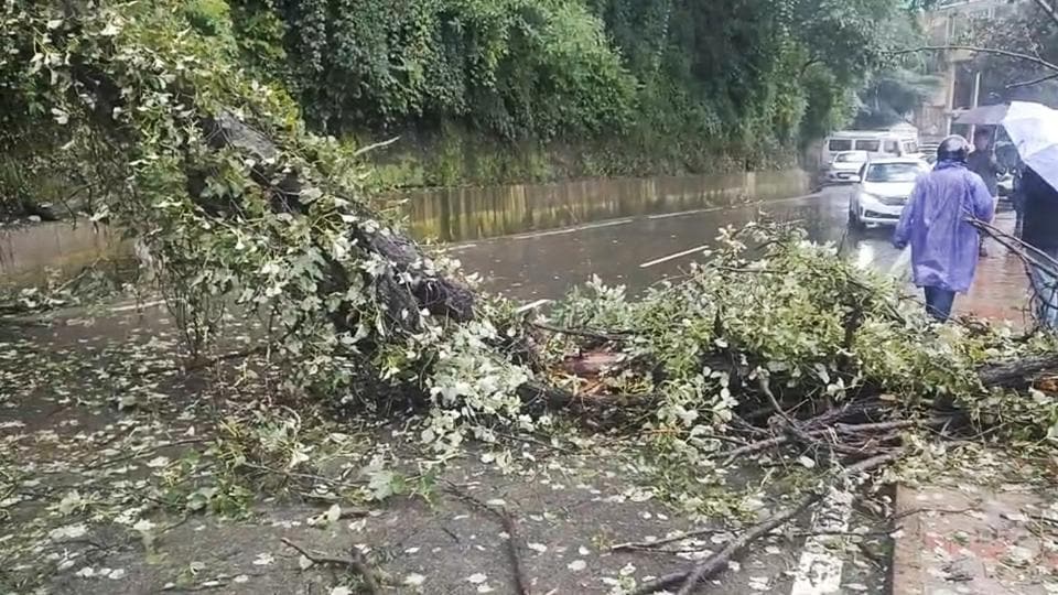 A portion of the tree that fell on the Sanjauli-Lakkar Bazaar road, disrupting traffic and damaging parked vehicles in Shimla on Monday. (HT Photo) A portion of the tree that fell on the Sanjauli-Lakkar Bazaar road, disrupting traffic and damaging parked vehicles in Shimla on Monday. (HT Photo)