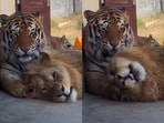 A rare and heartwarming moment of a tiger and lion relaxing together, captured in a viral video on X. A rare and heartwarming moment of a tiger and lion relaxing together, captured in a viral video on X.
