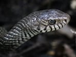 Oklahoma doctors are warning of increased snake bite risk. Oklahoma doctors are warning of increased snake bite risk.