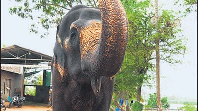 Shrine moves HC over transfer of elephant to Jamnagar Shrine moves HC over transfer of elephant to Jamnagar