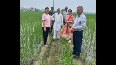 Crop scientists inspecting fields in Kurukshetra district (HT Photo) Crop scientists inspecting fields in Kurukshetra district (HT Photo)