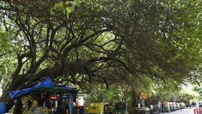 DDA owns and maintains most of the green areas and parks in Delhi. (HT Archive) DDA owns and maintains most of the green areas and parks in Delhi. (HT Archive)