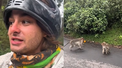 Monkeys caught in the act as an American travel vlogger watches his chocolate cake vanish, followed by the oranges. (@vanboys222/Instagram) Monkeys caught in the act as an American travel vlogger watches his chocolate cake vanish, followed by the oranges. (@vanboys222/Instagram)