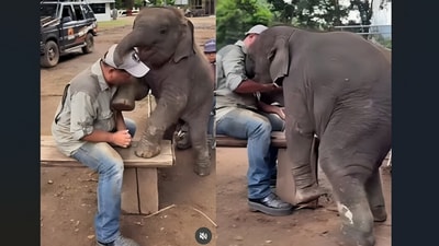 A video showed a baby elephant playfully hugging a seated man. (Instagram/tuskershelter )