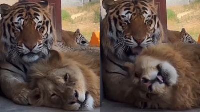 A rare and heartwarming moment of a tiger and lion relaxing together, captured in a viral video on X. (@AMAZlNGNATURE/X) A rare and heartwarming moment of a tiger and lion relaxing together, captured in a viral video on X. (@AMAZlNGNATURE/X)