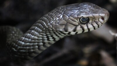 Oklahoma doctors are warning of increased snake bite risk. (UnSplash) Oklahoma doctors are warning of increased snake bite risk. (UnSplash)