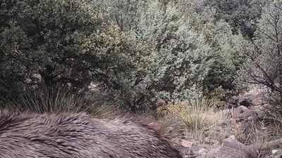 Viewers were left baffled by an optical illusion showing a mountain lion blending perfectly into a rocky, wooded scene. (Reddit/ShastaBaby23) Viewers were left baffled by an optical illusion showing a mountain lion blending perfectly into a rocky, wooded scene. (Reddit/ShastaBaby23)