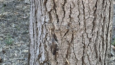 A mind-bending illusion of a bird hidden in tree bark went viral. (Reddit/_itakethewheel) A mind-bending illusion of a bird hidden in tree bark went viral. (Reddit/_itakethewheel)