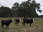 Karnataka to ban taking cattle for a feed into the forests. 