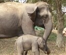 A female elephant and her calf at elephant camp in Kaziranga National Park. (FILE IMAGE) A female elephant and her calf at elephant camp in Kaziranga National Park. (FILE IMAGE)
