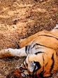 The state has arrested three persons who have confessed to poisoning the cattle carcass to set a deadly trap for the tigers. (PTI/ representative image) The state has arrested three persons who have confessed to poisoning the cattle carcass to set a deadly trap for the tigers. (PTI/ representative image)