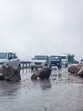Vehicles pass by the shooting stones blocking the road near Kheri on Jammu-Srinagar National highway in Udhampur on Tuesday. (ANI) Vehicles pass by the shooting stones blocking the road near Kheri on Jammu-Srinagar National highway in Udhampur on Tuesday. (ANI)