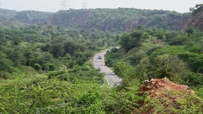 (Representative image) Forest officials said invasive plant species such as Kabuli Kikar will be removed and replaced with native, long-rotation Aravalli species like Dhauk, Kullu, Khair, Pilkhan, and Salar. (HT Archive) (Representative image) Forest officials said invasive plant species such as Kabuli Kikar will be removed and replaced with native, long-rotation Aravalli species like Dhauk, Kullu, Khair, Pilkhan, and Salar. (HT Archive)