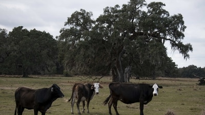 Karnataka to ban taking cattle for a feed into the forests. (Bloomberg) Karnataka to ban taking cattle for a feed into the forests. (Bloomberg)