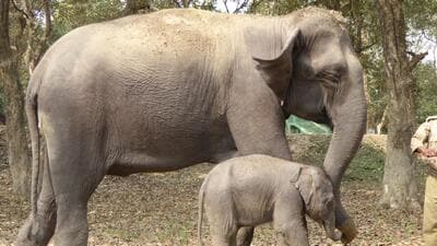 A female elephant and her calf at elephant camp in Kaziranga National Park. (FILE IMAGE)