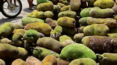 The fruit, when overly ripe, can get strongly fermented. (Hindustan Times)