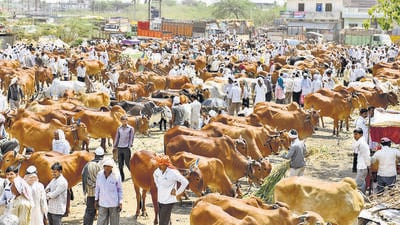 The BJP govt banned beef in 2015 along with bull slaughter, which was previously allowed with civic body’s permission. (HT Archives) (Hindustan Times) The BJP govt banned beef in 2015 along with bull slaughter, which was previously allowed with civic body’s permission. (HT Archives) (Hindustan Times)